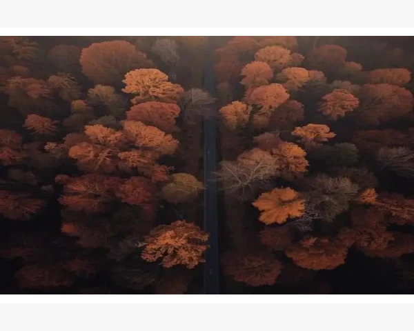 MT4操作界面重置恢复经典布局全流程_本地文件损坏和网络环境干扰